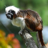 Monkey
