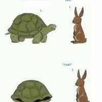 crazy rabbit