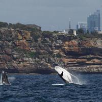 Playful whales