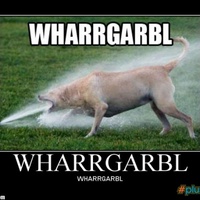 Sprinkler dog