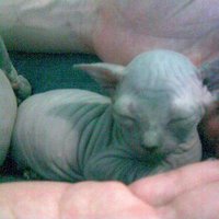 yoda kitty