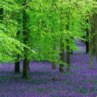 green and purple