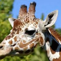 actual giraffe