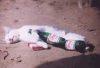 Drunk kitty
