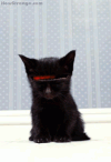 Knight Rider cat