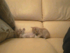A little girl-on-girl pussy action