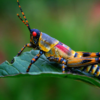 Locust