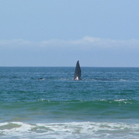 Whales Hartenbos South Africa