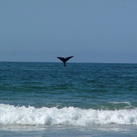 Whales, South Africa