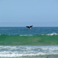 Whales, Southern Cape Coast, S.Africa