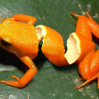 Amphibian Appeal