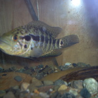 killa fish!!!