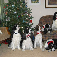 Xmas Springer Spaniels