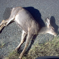 bambi..................