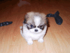 Punk Dog