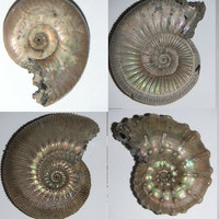 very nice ammonites from russia