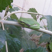 Tree frog