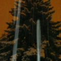 spruce with snow