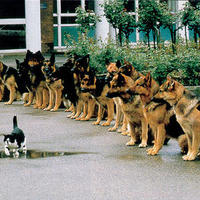 Pussy cat confidence...