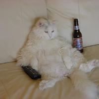 Pussy cat couch potato...