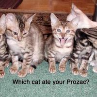 Pussy cat on drugs...