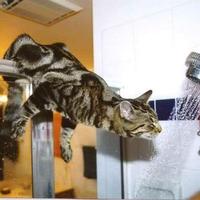 Pussy cat in the shower...
