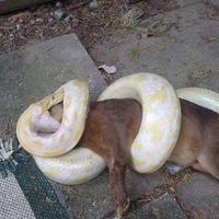 Dog-gone..!