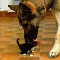 Dog eat pussy..?
