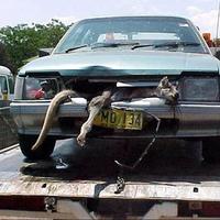 Kangaroo radiator...