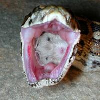 Snake feeding time...