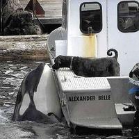Orca snack...
