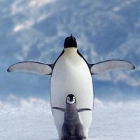 Penguins...