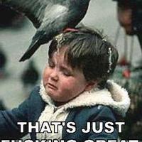 Pidgeon poo...