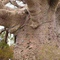 Now that's a big tree...