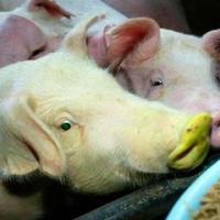 Stem Cells made this Pig fluorescent...