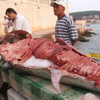 Tuna steaks, fresh as you can get...