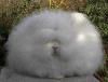 Coughed up hairball