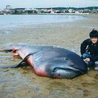 Is this a whale..?