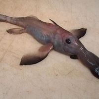 Chimera, named after...