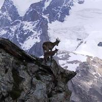 Mountain goats...