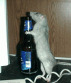 Drunk rat
