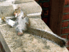 The party squirrel