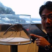 Big fucking mosquito...