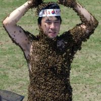 Bees against Japan