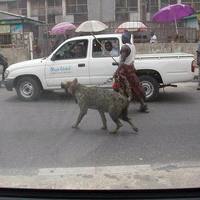 Nigerian Pets