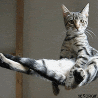 hovercat