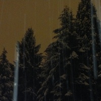 evergreens in snow