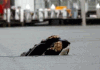 Whales in Darling Harbour