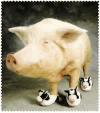 The cow wearing pig