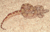 Badger badger badger badger...mushroom mushroom! Snake! oooh a snake!